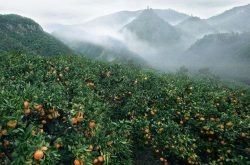 种植柑橘有利条件究竟有哪些