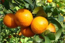柑橘种植都需要啥肥料，什么时候施肥