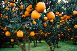 柑橘二月抽梢怎么管理