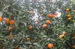 柑橘主枝要怎样培养呢？