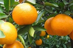 2020年柑橘种植前景