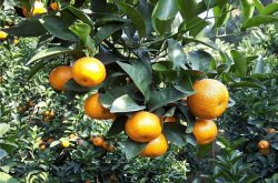 黄果柑橘种植海拔