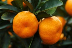 主要柑橘种植地区