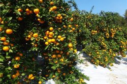 红美人柑橘种植要求