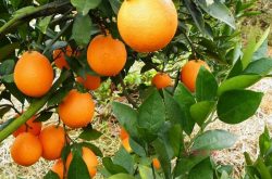 脐橙和夏橙区别及如何保存