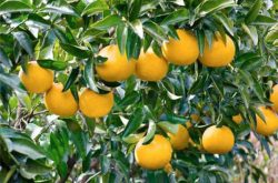 全国柑橘种植概况