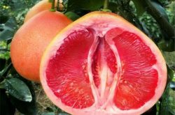三红蜜柚为何会木质化
