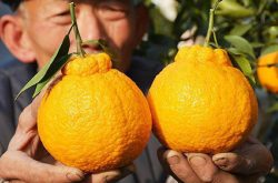 丑八怪柑橘种植方法