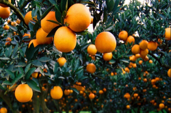 红美人柑橘种植管理