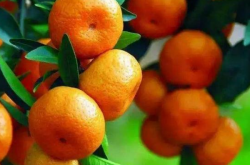 广西柑橘种植面临什么风险