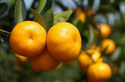 西班牙柑橘种植区属于什么气候