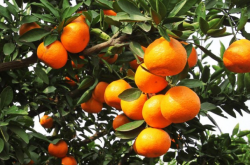 种植柑橘用地膜好吗
