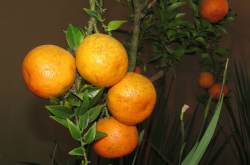 四川内地种植柑橘需要注意什么