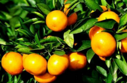 柑橘小苗种植管理