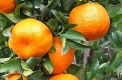柑橘树多主枝呈放射状形怎么回事？