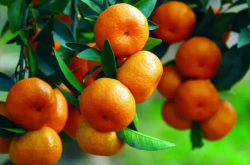 柑橘树环割起什么作用