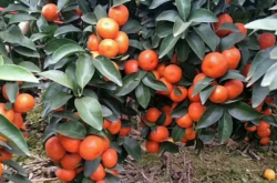 怎样提高柑橘种植的生态效益