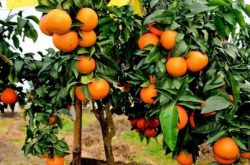 红美人柑橘种植自然条件