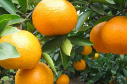 柑橘品种和种植地区