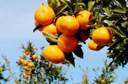 种植柑橘的施肥要点