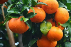 宽皮柑橘种植气候