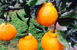 不知火柑橘苗的种植条件