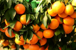 柑橘种植地的海拔