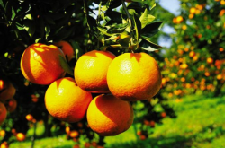 石门县种植柑橘的市场优势