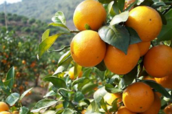 忠县大规模种植柑橘主要环境效益