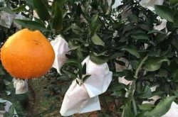 柑橘套袋有字对柑橘市场的优势