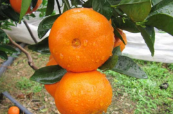 柑橘如何剪秋梢