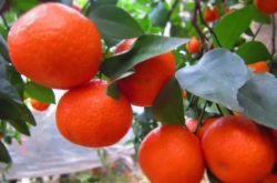 适宜柑橘种植的气候条件