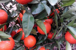 早熟柑橘种植前景