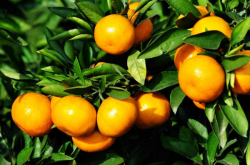 蒲江柑橘种植情况
