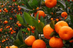 柑橘矮化的种植方法