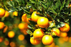 柑橘种植什么品种好？