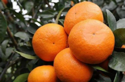 种植沃柑橘的经济效益
