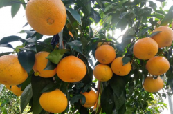 小柑橘树叶面的施肥方法