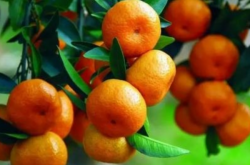 广西省柑橘种植分布