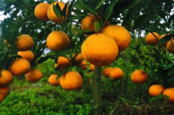 种植柑橘存在问题