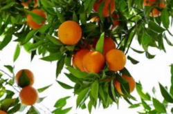 柑橘抹芽是什么