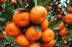 哪些优质柑橘品种容易种植