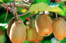 猕猴桃黄金果属于什么类型水果