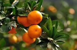 种植柑橘最适合温度
