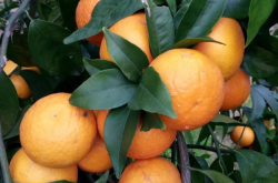 四川种植柑橘种类