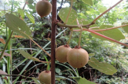 贵州野生猕猴桃多少钱一斤