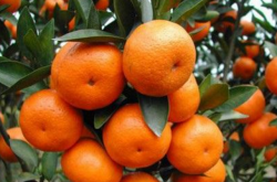 柑橘什么时候种植？