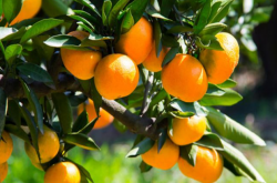 柑橘种植有利于自然条件