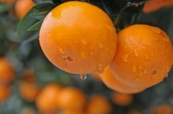 四川适合种植的柑橘品种