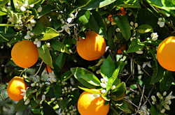 西班牙种植柑橘的优势条件